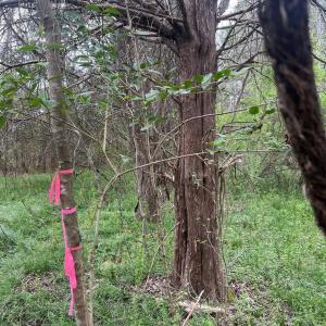 Photo #3 of 11055 Graybark, Midland, NC
