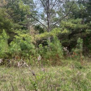 Photo #1 of 11055 Graybark, Midland, NC