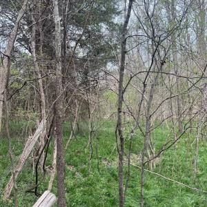 Photo #5 of 11055 Graybark, Midland, NC