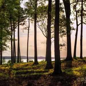Photo #37 of Frees Creek, Jenkinsville, SC