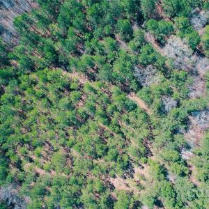Photo #18 of 511 Moses, Ridgeway, SC