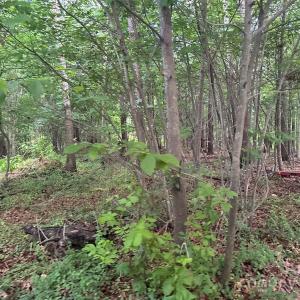 Photo #7 of 160 Pine Log, Polkton, NC