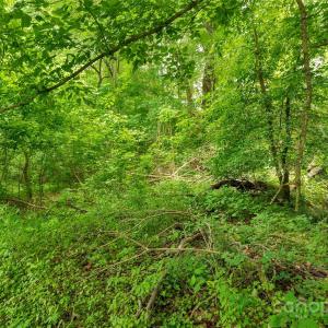 Photo #14 of Lucy Short Cut, Marshville, NC