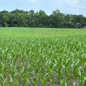Photo #2 of Wolf Pond, Monroe, NC