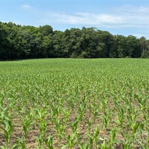 Photo #1 of Wolf Pond, Monroe, NC