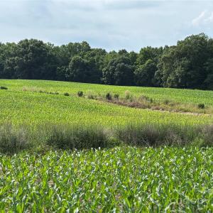 Photo #8 of Wolf Pond, Monroe, NC