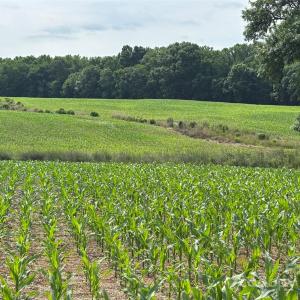 Photo #5 of Wolf Pond, Monroe, NC