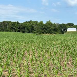 Photo #10 of Wolf Pond, Monroe, NC