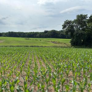 Photo #6 of Wolf Pond, Monroe, NC