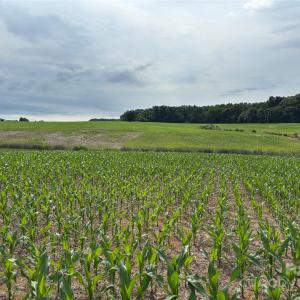 Photo #7 of Wolf Pond, Monroe, NC