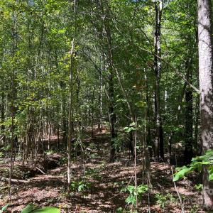 Photo #8 of Nablus, Waxhaw, NC