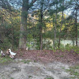 Photo #9 of 11155 Highway 52, Rockwell, NC