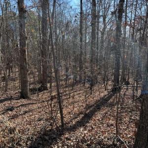 Photo #1 of Alfred, Fort Mill, SC