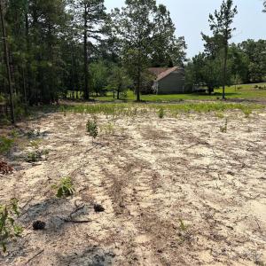 Photo #5 of Ruby, Hartsville, SC