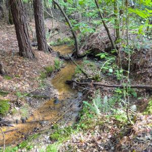 Photo #12 of Chip, Mount Gilead, NC