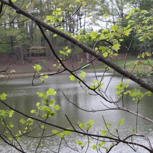 Photo #4 of 808 Bellegray, Clover, SC