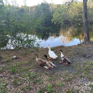 Photo #3 of 11155 & 11165 Highway 52, Rockwell, NC