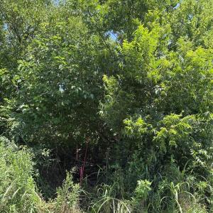 Photo #4 of Lot 4 AND 5 Elliot, Chester, SC