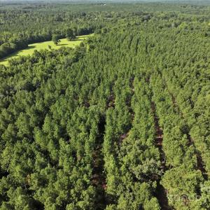 Photo #3 of CHESTERFIELD, Wadesboro, NC