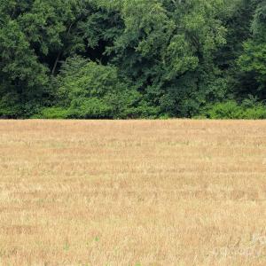 Photo #11 of 1455 Blonnie Ross, Polkton, NC