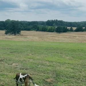 Photo #20 of 7602 Gus Eubanks, Monroe, NC