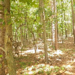 Photo #4 of TBD Traywick, Peachland, NC
