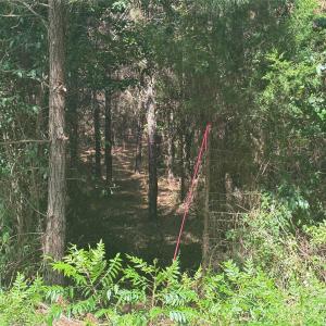 Photo #18 of Jackson, Chesterfield, SC