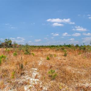 Photo #11 of Riley, Chesterfield, SC