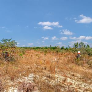 Photo #9 of Riley, Chesterfield, SC