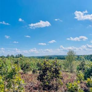 Photo #19 of 27.5 ac Tract Gun O Field, Wallace, SC