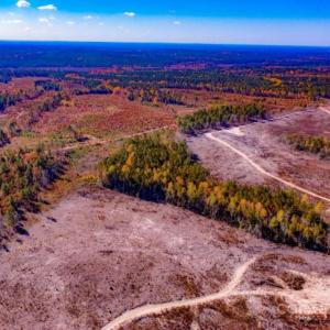Photo #10 of 27.5 ac Tract Gun O Field, Wallace, SC