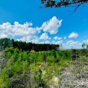 Photo #18 of 27.5 ac Tract Gun O Field, Wallace, SC