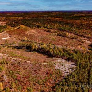 Photo #8 of 27.5 ac Tract Gun O Field, Wallace, SC