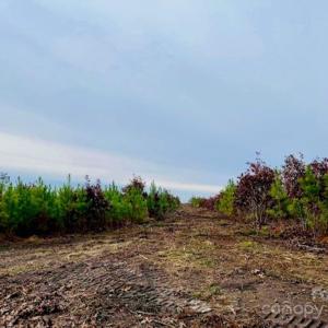 Photo #5 of 27.5 ac Tract Gun O Field, Wallace, SC