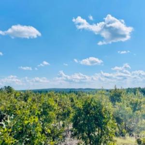 Photo #1 of 27.5 ac Tract Gun O Field, Wallace, SC