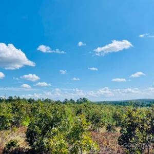 Photo #20 of 27.5 ac Tract Gun O Field, Wallace, SC