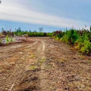 Photo #12 of 27.5 ac Tract Gun O Field, Wallace, SC
