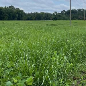 Photo #1 of Duncan, Indian Trail, NC