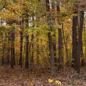 Photo #8 of Lot 10 Duck Creek Farms Duck Creek, Indian Trail, NC