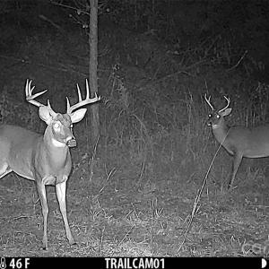 Photo #7 of 1036 Riddle Mill, Clover, SC