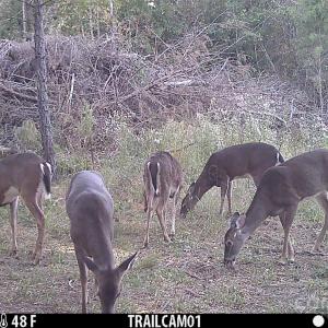 Photo #6 of 1036 Riddle Mill, Clover, SC