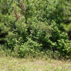 Photo #9 of Daystar, Lancaster, SC