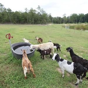 Photo #42 of 212 Guardian, Rockingham, NC