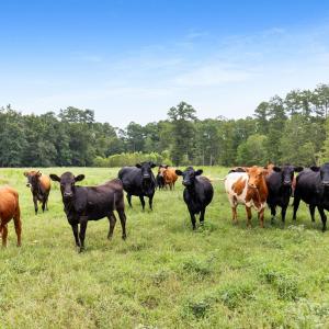 Photo #28 of 1333 Bunnlevel Erwin, Bunnlevel, NC