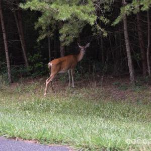 Photo #40 of 113 Water View, Badin Lake, NC
