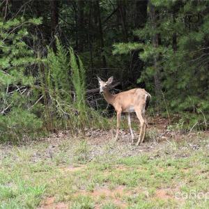 Photo #39 of 113 Water View, Badin Lake, NC