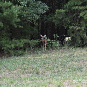 Photo #37 of 113 Water View, Badin Lake, NC