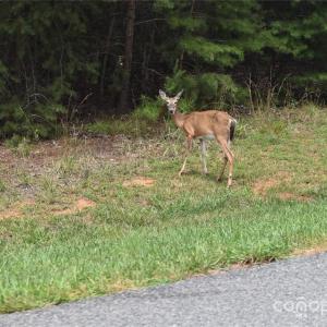 Photo #38 of 113 Water View, Badin Lake, NC