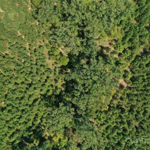 Photo #29 of Old Windmill, Ridgeway, SC