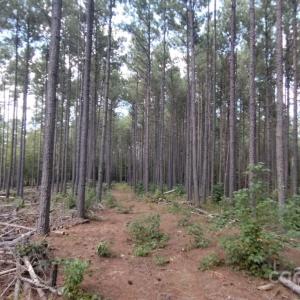 Photo #6 of Lot 109 Riverbluff, Lilesville, NC